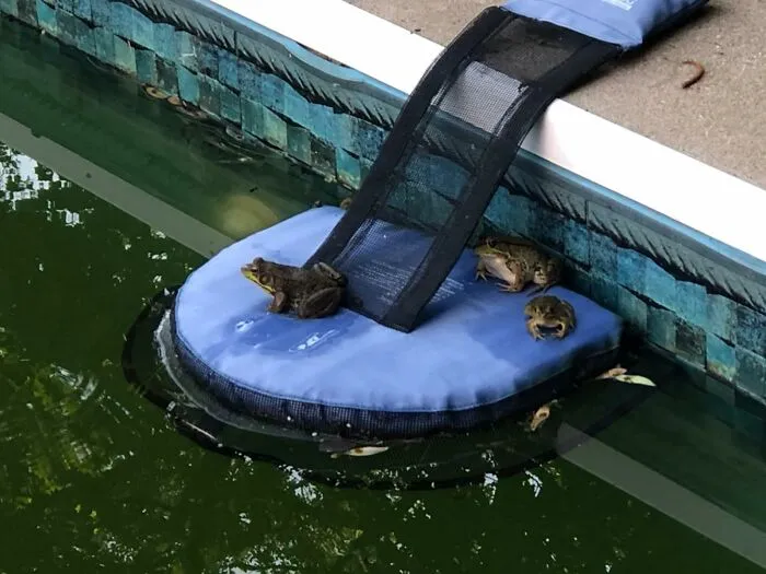 Your Swimming Pool's Career As The Villain In A Tiny Animal Horror Movie Is Over With A <a Style="Display:inline;" Href="Https://Www.amazon.com/Swimline-70200-Frog-Log-FL1/Dp/B004uhy2ty?ie=utf8&th=1&linkcode=ll1&tag=bptoucan-20&linkid=a2ef4f1a80787754d2f45cd0507c7810&language=en_us&ref_=as_li_ss_tl" Target="_blank">  <span Style="Font: Inherit; Color: #d74b1f;"> Floating Animal Rescue Ramp </Span>