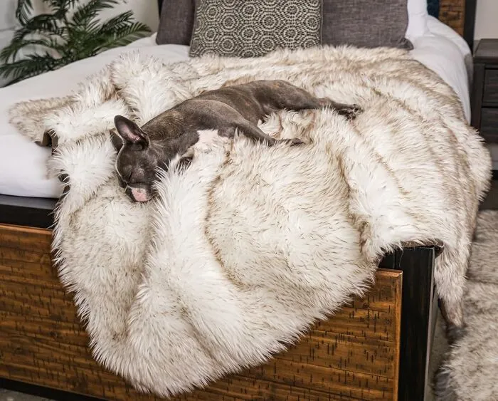 The Era Of Frantically Flipping Over Couch Cushions To Hide A Suspicious Wet Spot Has Officially Ended With The <a Style="Display:inline;" Href="Https://Www.amazon.com/Pupprotector-Waterproof-Blanket-Furniture-Original/Dp/B08c5lk547?crid=29gu62a0u0h1a&dib=eyj2ijoimsj9.sfry3tetzw2i6sadcguyq2duv2ljna-Wjstpwrte8ccvm-Uxbiwxnyj8dp6bham9t4tmgvkvdwvcuev1fg8fy3wsyehkkk0nx_rcq_nwilesoyhmei1js0_lqyr6q1qfms_vclthtaozrtgu1bofyk9wdire5hgwuxmgw78vbtotgdmqqbut7139fugjesyyvy-Ufl_2jmhe9-Z8tikxuexwxmqrqztoyr_4gjhfyvwtg_gkusd_2qoidk_urayoeh3uhbi_pj5_jt_q46iskifnkn7nqr5pu3yopqc34ce.jy4mchybv8cgbyc1ak12wsttkd15b6o4slhlqo-_c_0&dib_tag=se&keywords=anti-Anxiety%2bblankets%2bpet&qid=1762847007&sprefix=anti-Anxiety%2bblankets%2bpet%2caps%2c196&sr=8-1-Spons&sp_csd=d2lkz2v0tmftzt1zcf9hdgy&th=1&linkcode=ll1&tag=bphamster-20&linkid=dd7552eb666c10683b96b637fef85031&language=en_us&ref_=as_li_ss_tl" Target="_blank">  <span Style="Font: Inherit; Color: #d74b1f;"> Pupprotector Waterproof Throw Blanket For Dogs </Span>