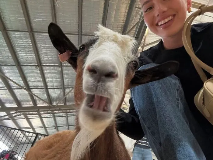 A person smiling next to an awkward close-up photo of a goat with an amusing facial expression indoors.