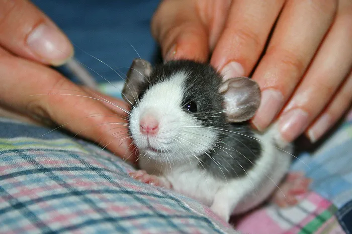 Long Evans Rat