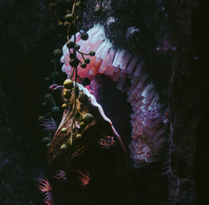 Sea Anemone