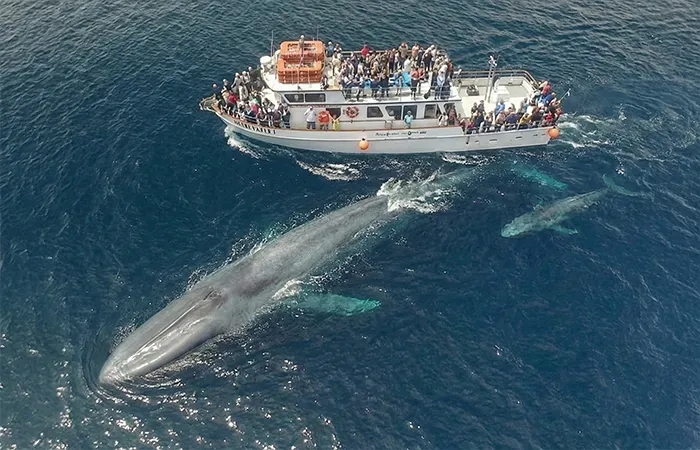 Blue Whale