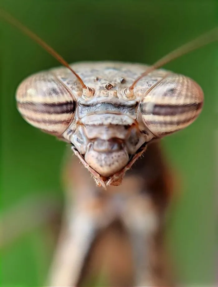50 Stunning Macro Photos By Aditya Bhat Reveal The Extraordinary World Of Tiny Creatures