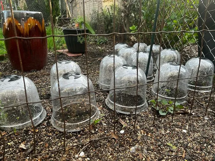 Protect Your Most Delicate Plant Babies From The First Surprise Frost By Creating A Cozy Little Biodome For Them With These <a Style="Display:inline;" Href="Https://Www.amazon.com/Remerry-Protection-Humidity-Securing-Greenhouse/Dp/B0b2hz7d78?ie=utf8&linkcode=ll1&tag=bpboar-20&linkid=c91f33809c64553806b4b62d737d3bd8&language=en_us&ref_=as_li_ss_tl" Target="_blank">  <span Style="Font: Inherit; Color: #d74b1f;"> Garden Cloche Clear Bell Covers </Span>