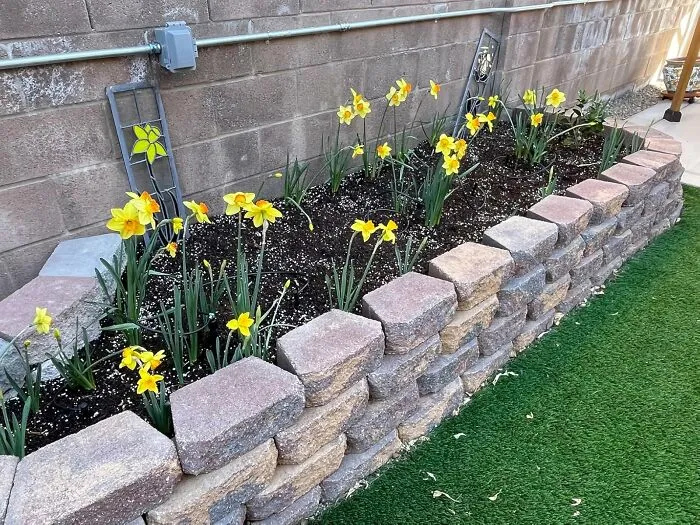 Give Your Future, Winter-Weary Self A Delightful Surprise By Getting These <a Style="Display:inline;" Href="Https://Www.amazon.com/Yellow-Daffodil-Bulbs-Planting-Flowerbeds/Dp/B0bcxj1mnb?ie=utf8&linkcode=ll1&tag=bpboar-20&linkid=bfcc29ddecf4796ecb11fc74fc1ad1d1&language=en_us&ref_=as_li_ss_tl" Target="_blank">  <span Style="Font: Inherit; Color: #d74b1f;"> Daffodil Bulbs </Span> In The Ground Before The First Big Freeze