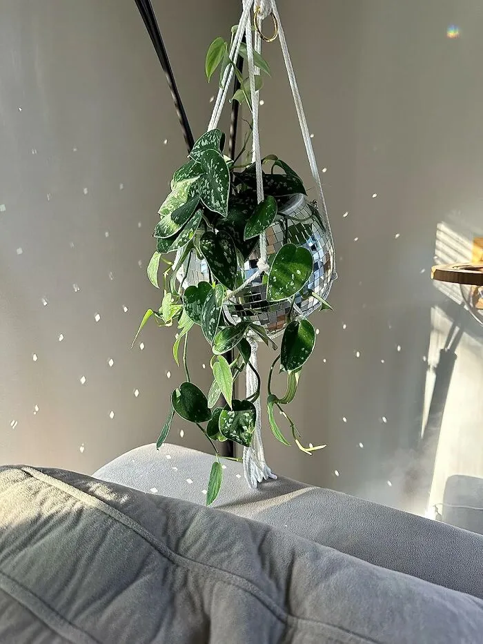 Your Houseplant Is About To Host The Hottest, Most Photosynthesizing Party On The Block In A <a Style="Display:inline;" Href="Https://Www.amazon.com/Scandinordica-Disco-Ball-Planter-Planters/Dp/B095nczsdb?ie=utf8&th=1&linkcode=ll1&tag=bptoucan-20&linkid=0c0a7e04144613c73a5b8456c29c1a37&language=en_us&ref_=as_li_ss_tl" Target="_blank">  <span Style="Font: Inherit; Color: #d74b1f;"> Disco Ball Planter </Span>