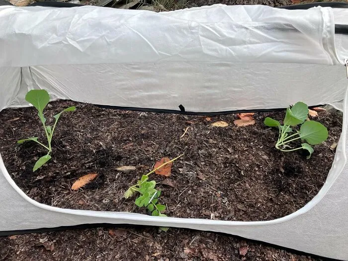  Tuck Your Entire Rows Of Winter Vegetables Into A Cozy Little Hibernation Station To Shield Them From The Harshest Weather With These <a Style="Display:inline;" Href="Https://Www.amazon.com/Vegetable-Cold-Proof-Protector-Protection-Accelerator/Dp/B0fh6wdjl7?ie=utf8&th=1&linkcode=ll1&tag=bpboar-20&linkid=aa1626115b838e0cc2cda2b45e885ebc&language=en_us&ref_=as_li_ss_tl" Target="_blank">  <span Style="Font: Inherit; Color: #d74b1f;"> Winter Garden Rows Plant Covers </Span>