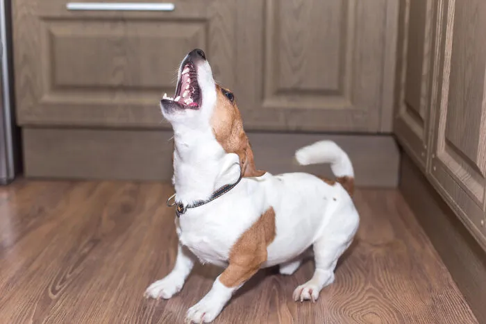 29 Borderline Crazy Things People Were Down To Do For Their Dogs