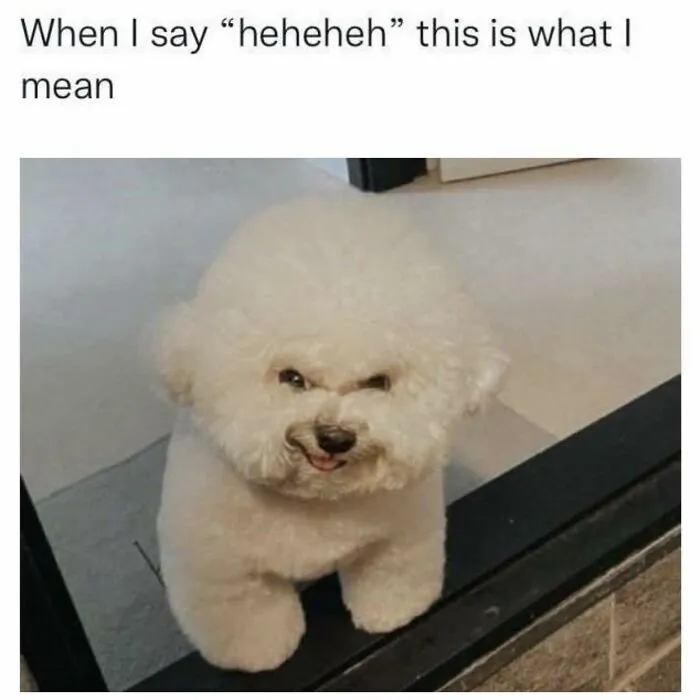 Fluffy white dog making a funny face, featured in cute animal memes to bring positivity and smiles.