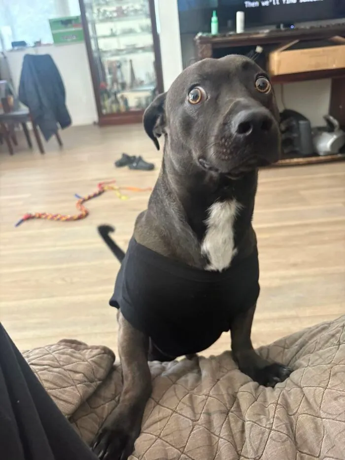 50 People Share Awkward Photos Of Their Pets, And The Results Are Pure Comedy Gold