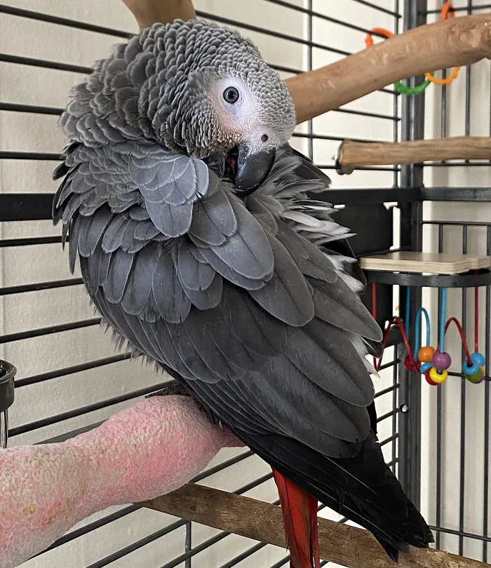 African Grey Parrot