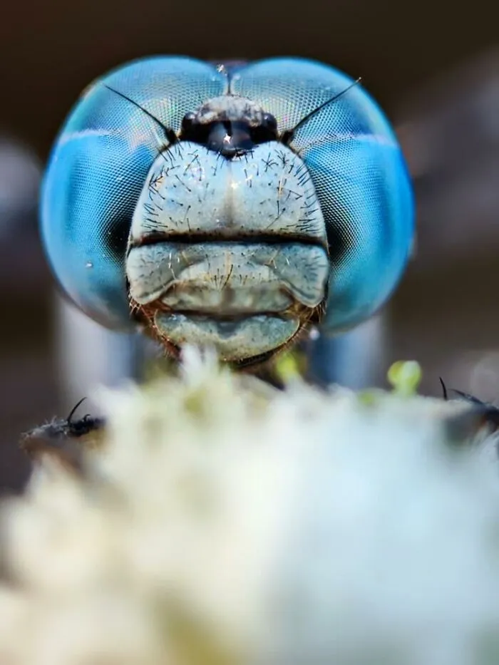 50 Stunning Macro Photos By Aditya Bhat Reveal The Extraordinary World Of Tiny Creatures