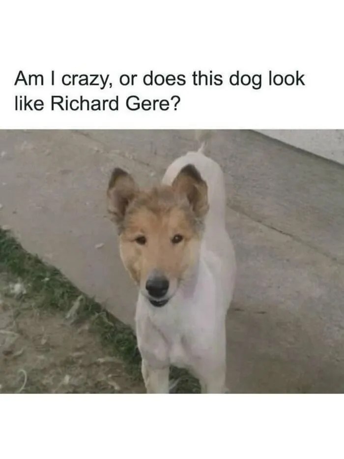 Dog with a funny expression resembling a celebrity, part of cute animal memes to bring positivity to your day.