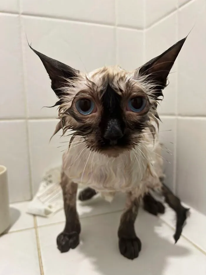 50 People Share Awkward Photos Of Their Pets, And The Results Are Pure Comedy Gold