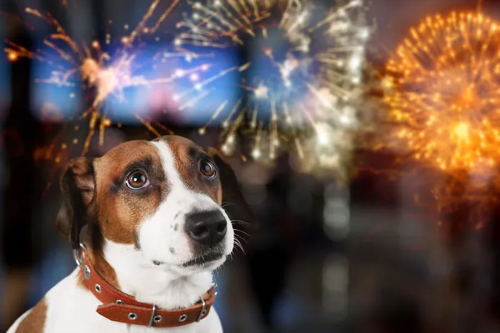 29 Borderline Crazy Things People Were Down To Do For Their Dogs
