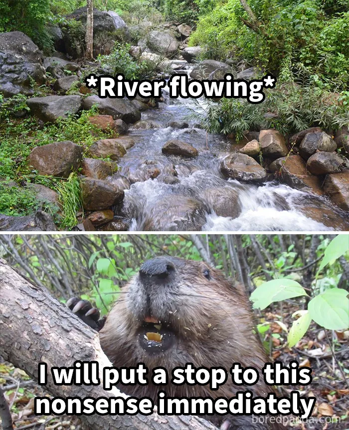 If You Need A Quick Laugh Today, These 70 Random Memes Might Just Do The Trick (New Pics)