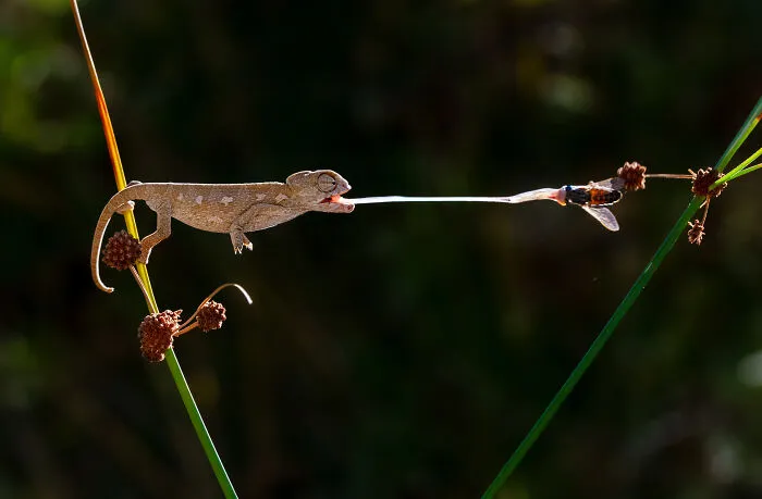 Hunter Baby Chameleon By Mkrc85