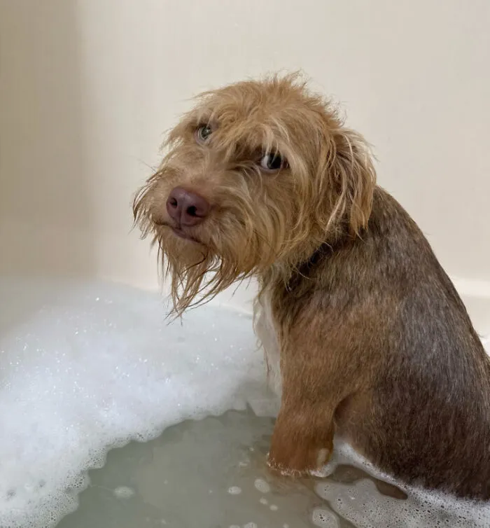 50 People Share Awkward Photos Of Their Pets, And The Results Are Pure Comedy Gold