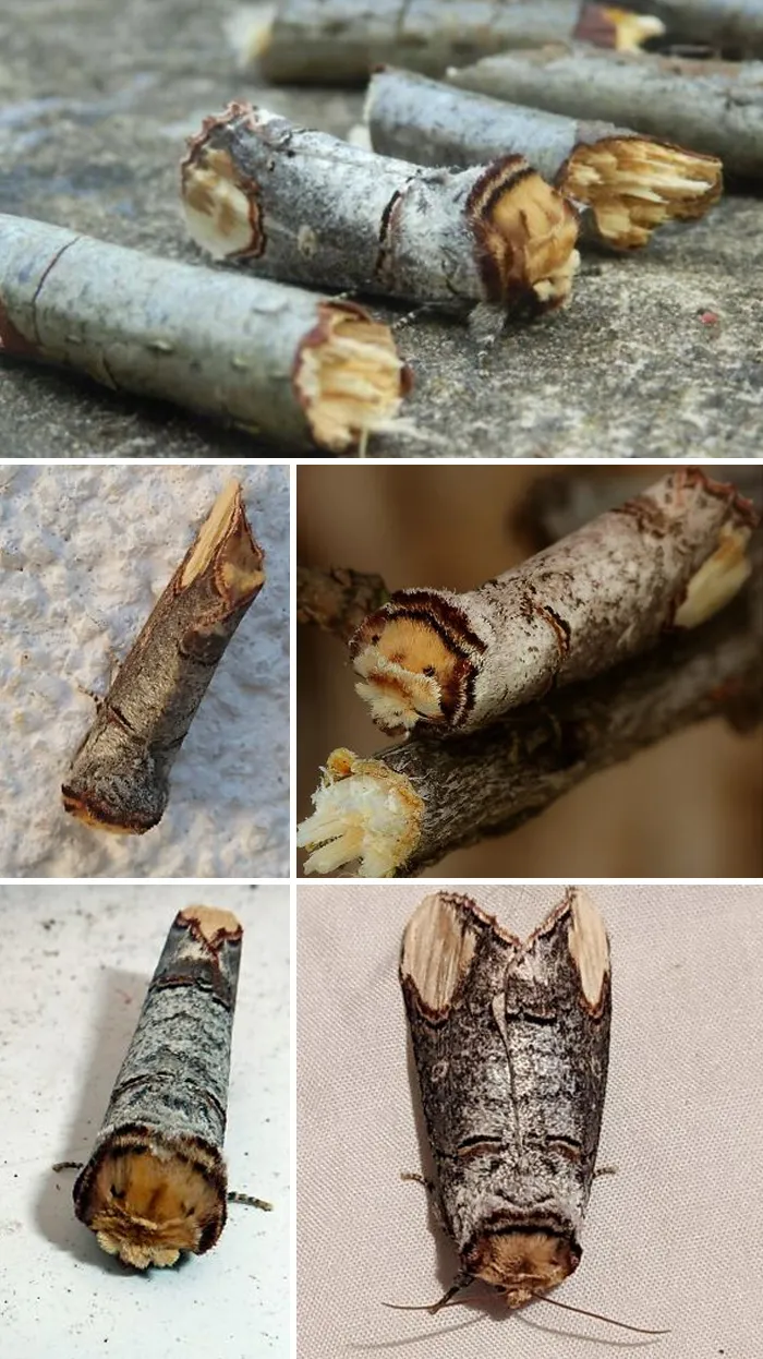 The Buff-Tip Moth: The Resting Posture, Shape, And Color/Pattern Of The Buff-Tip Moth Allows It To Mimic A Broken Birch Twig