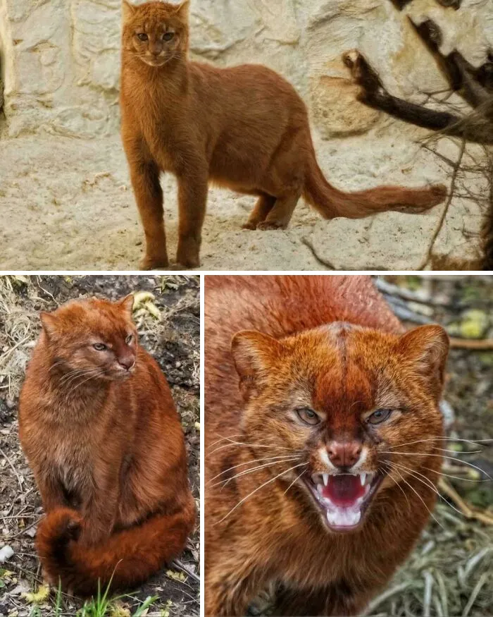Jaguarundis Are Known As Very Secretive Animals & Have Well Developed Senses Of Sight, Hearing, And Smell. They Are Terrestrial But Are Also Good Climbers And Swimmers