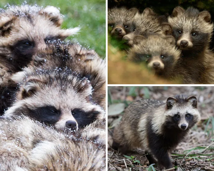 The Raccoon Dog Isn’t A Raccoon At All — It’s A Canid, More Closely Related To Foxes