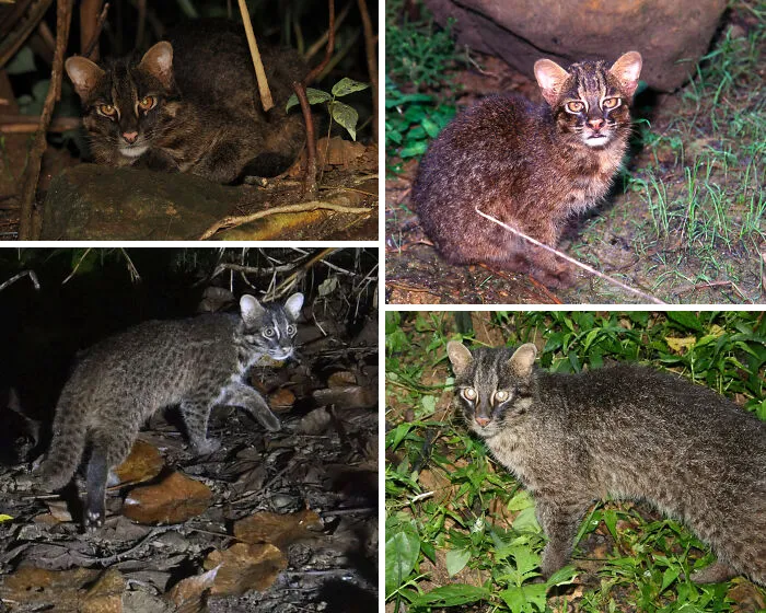 The Iriomote Cat Occupies The Smallest Habitat Of Any Wild Cat On Earth