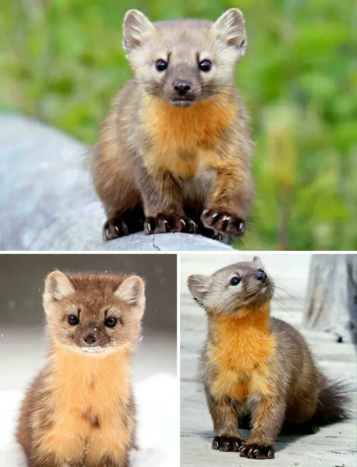 The Pacific Marten: This Member Of The Weasel Family Has Delayed Implantation After Breeding