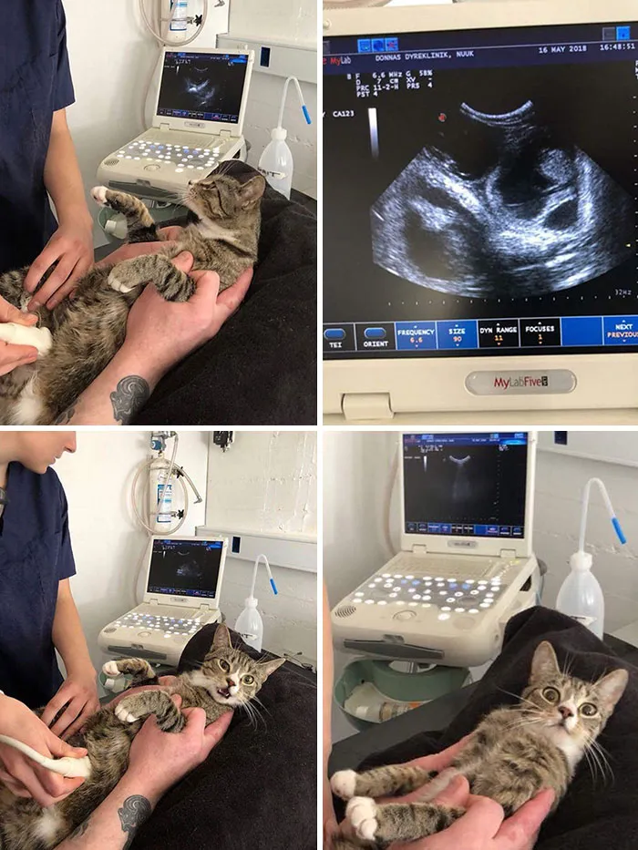 Brought My Cat To The Emergency. This Was Her Reaction When She Found Out She Was Pregnant