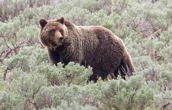 Grizzly Bear