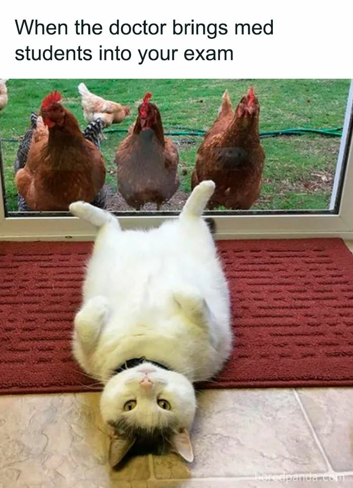 50 Hilariously Wholesome Animal Memes That Help People Forget Problems And Heavy Thoughts (New Pics)