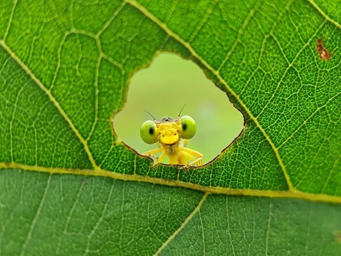 50 Stunning Macro Photos By Aditya Bhat Reveal The Extraordinary World Of Tiny Creatures