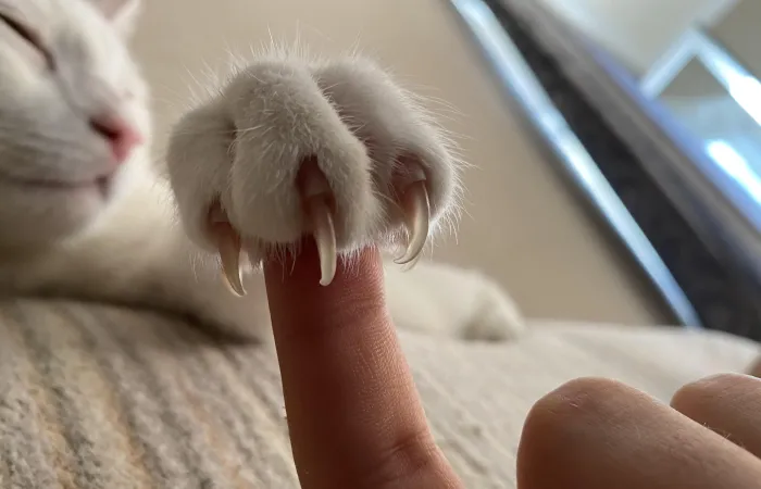 Cat Scratch