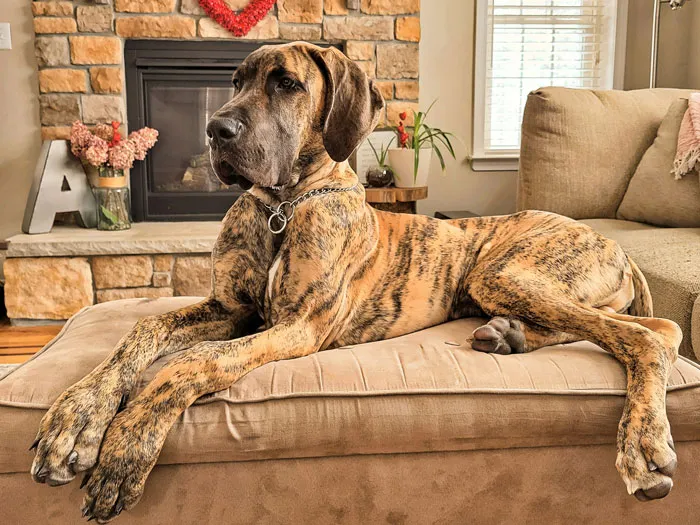 “Could Not Wear Camouflage Clothing”: 44 Of The Most Outrageous HOA Rules People Have Endured