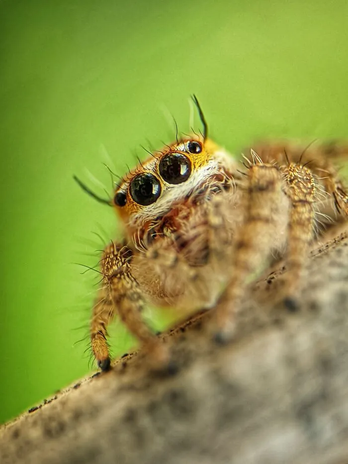 I Captured 50 Tiny Creatures In Macro, And The Details Are Out Of This World