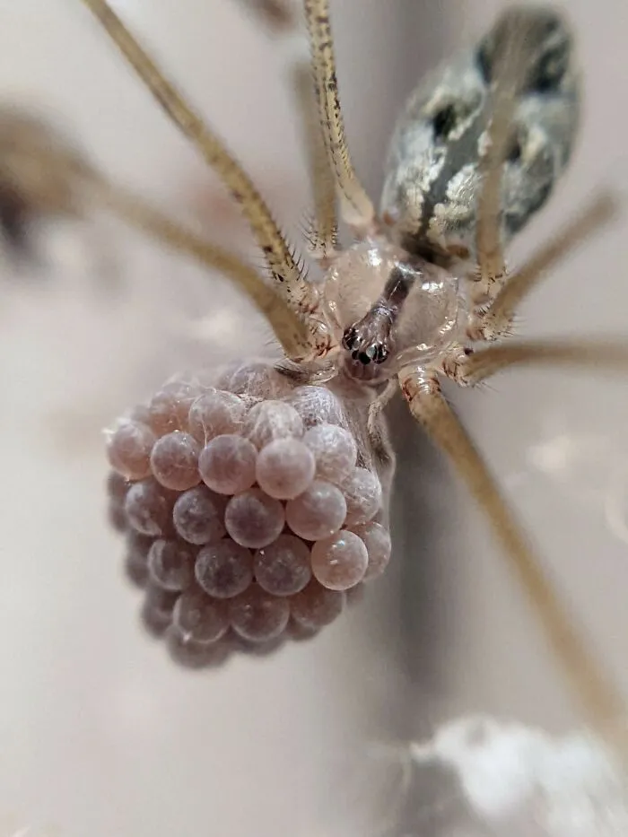 I Captured 50 Tiny Creatures In Macro, And The Details Are Out Of This World