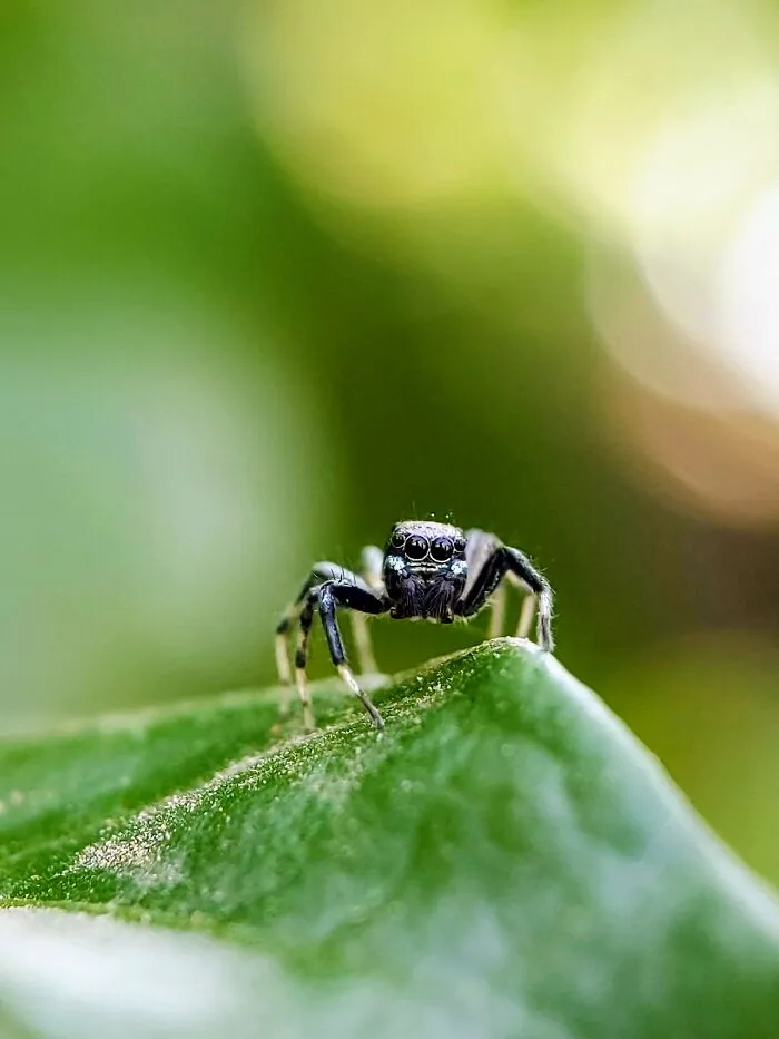 I Captured 50 Tiny Creatures In Macro, And The Details Are Out Of This World