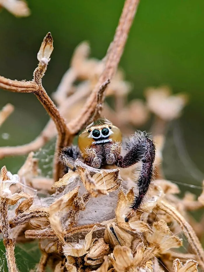 I Captured 50 Tiny Creatures In Macro, And The Details Are Out Of This World