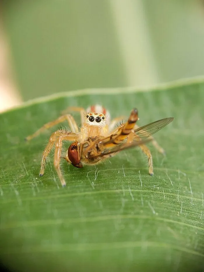 I Captured 50 Tiny Creatures In Macro, And The Details Are Out Of This World