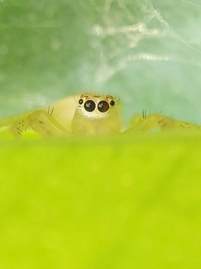 I Captured 50 Tiny Creatures In Macro, And The Details Are Out Of This World