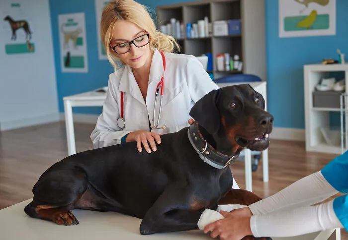 29 Borderline Crazy Things People Were Down To Do For Their Dogs