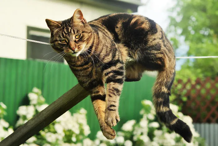 Bertie, Hanging Out On The Clothesline