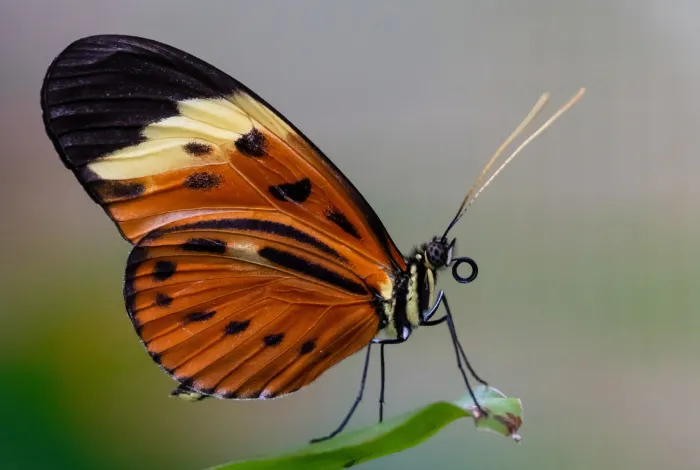Heliconius Butterfly