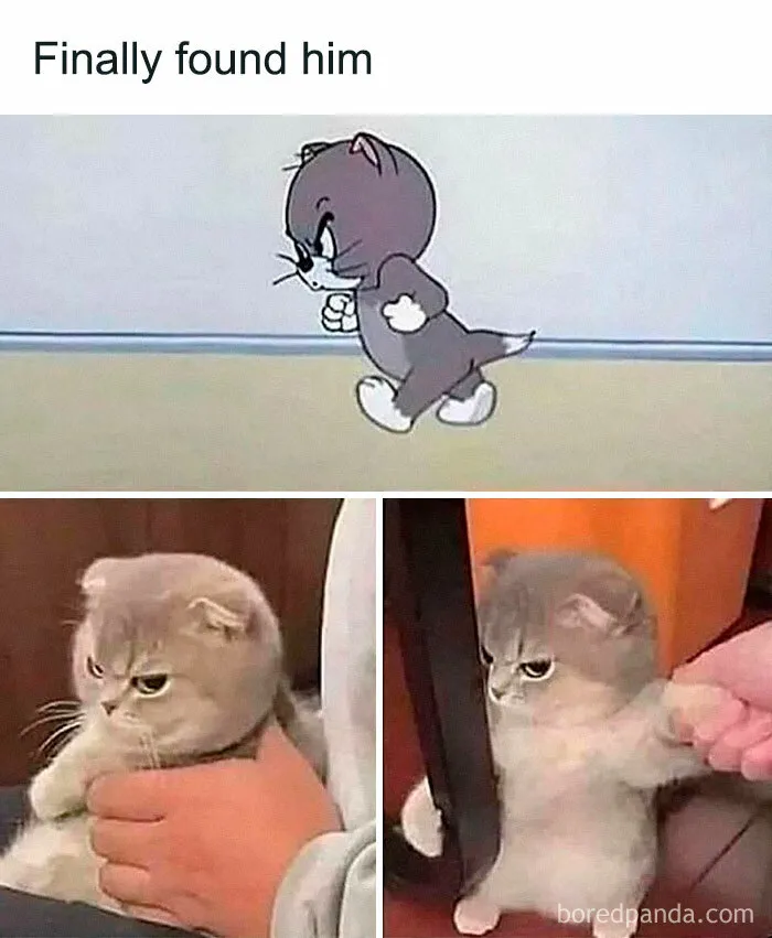 50 Hilariously Wholesome Animal Memes That Help People Forget Problems And Heavy Thoughts (New Pics)