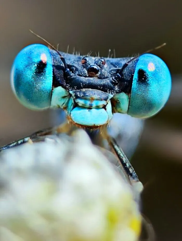 50 Stunning Macro Photos By Aditya Bhat Reveal The Extraordinary World Of Tiny Creatures