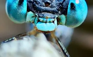 50 Stunning Macro Photos By Aditya Bhat Reveal The Extraordinary World Of Tiny Creatures