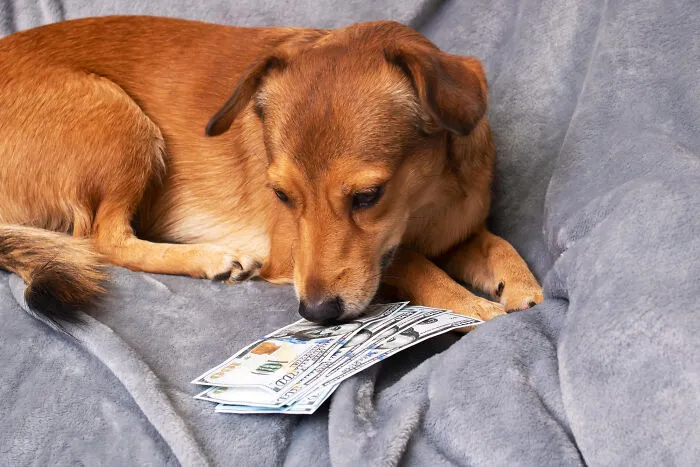 29 Borderline Crazy Things People Were Down To Do For Their Dogs