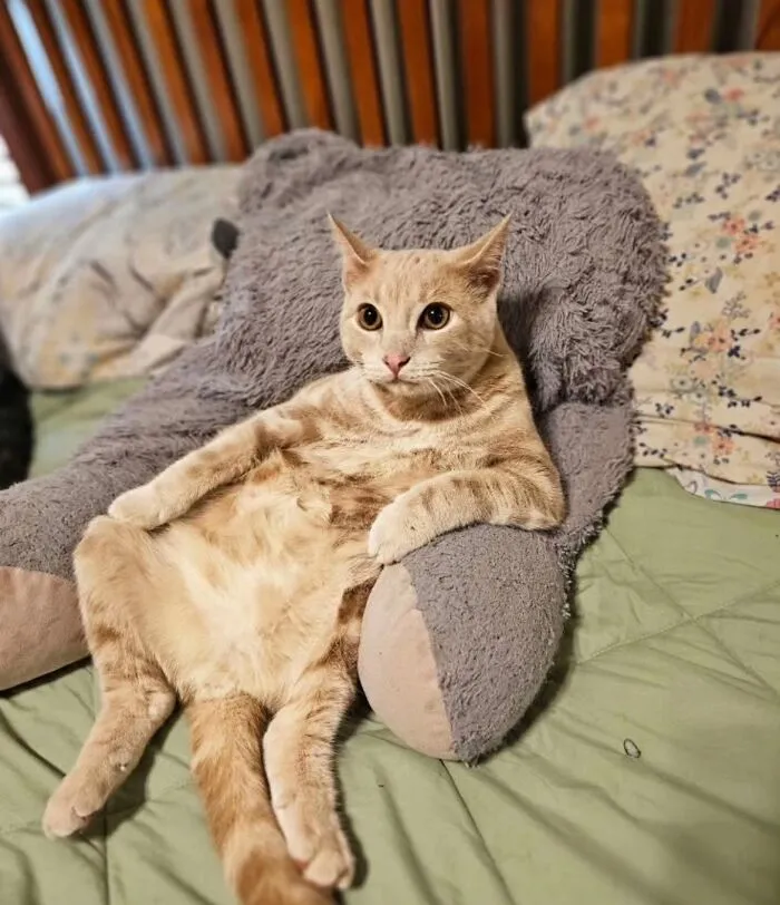 50 People Share Awkward Photos Of Their Pets, And The Results Are Pure Comedy Gold