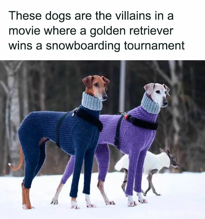 50 Hilariously Wholesome Animal Memes That Help People Forget Problems And Heavy Thoughts (New Pics)