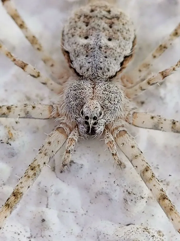 I Captured 50 Tiny Creatures In Macro, And The Details Are Out Of This World
