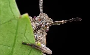I Captured 50 Tiny Creatures In Macro, And The Details Are Out Of This World